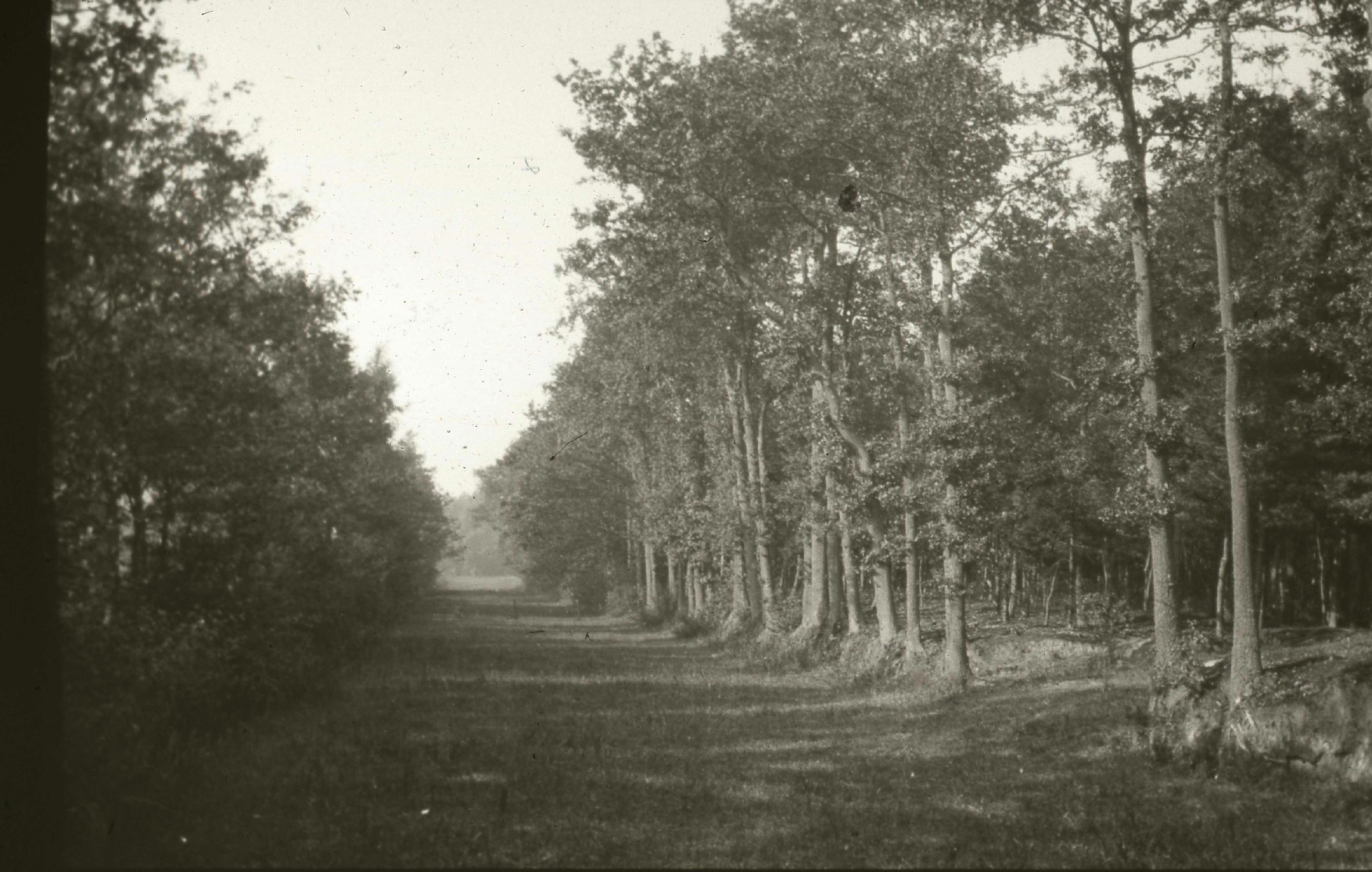 Verwilderter Max-Clemens-Kanal Verwilderter Max-Clemens-Kanal